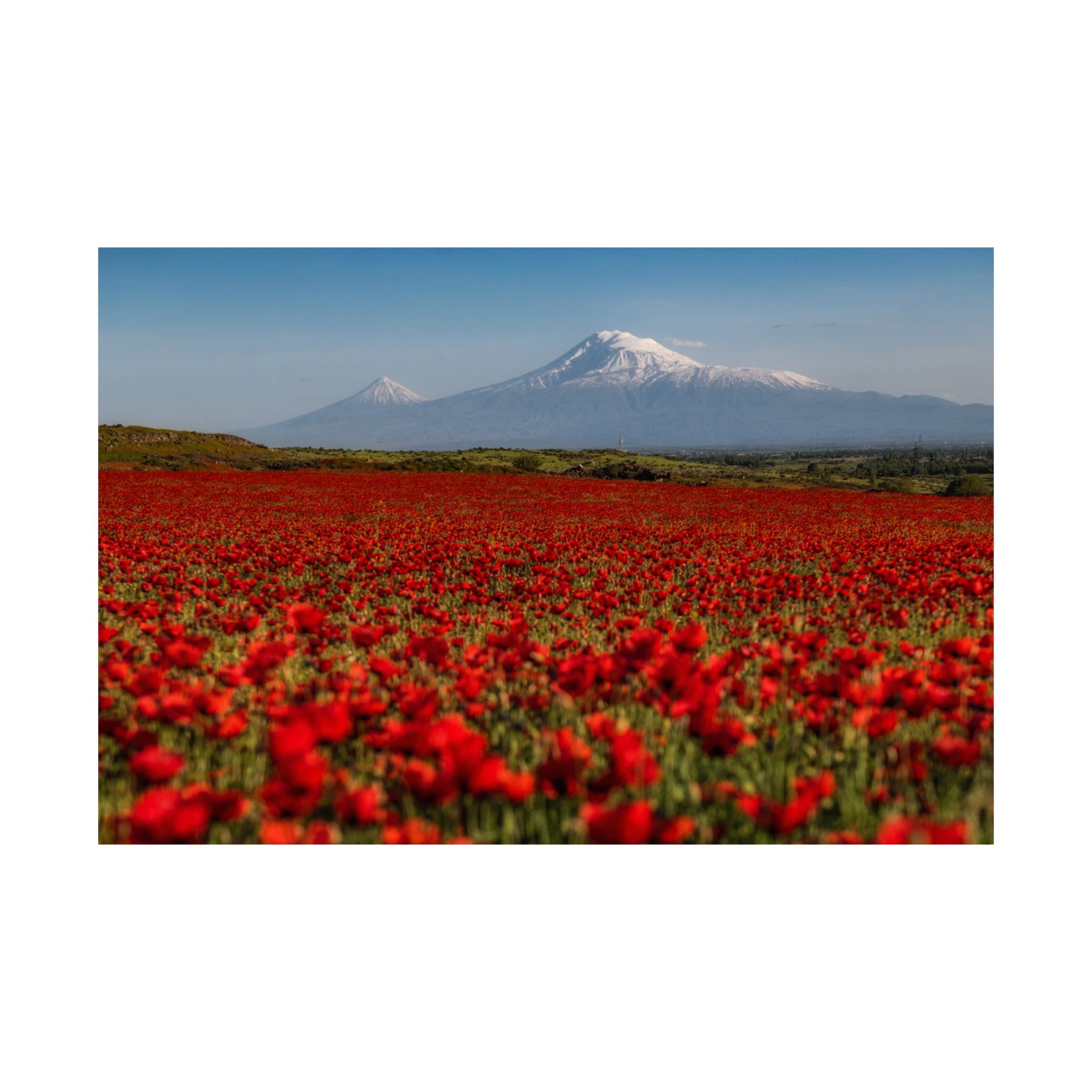Poppy Field