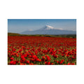 Poppy Field